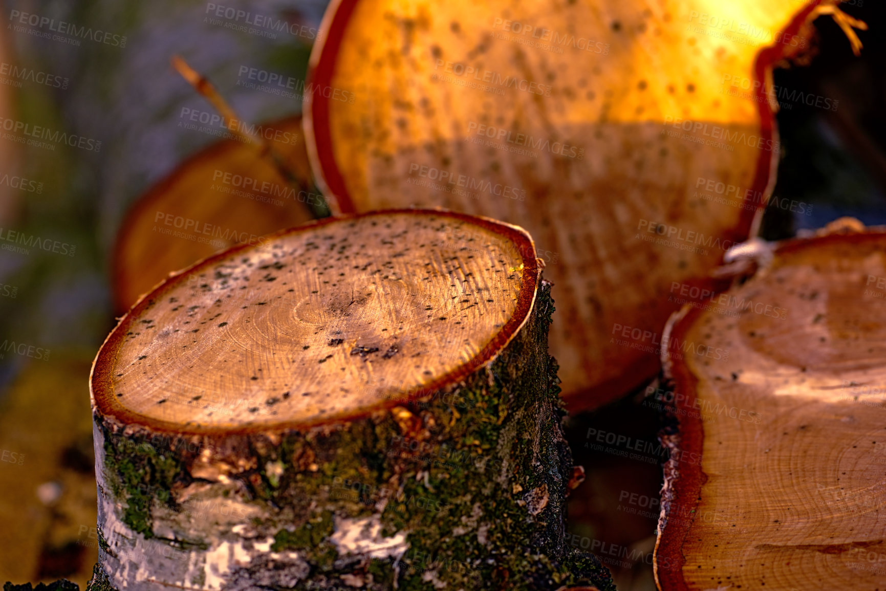 Buy stock photo Newly harvested timber - ready to use as firewood