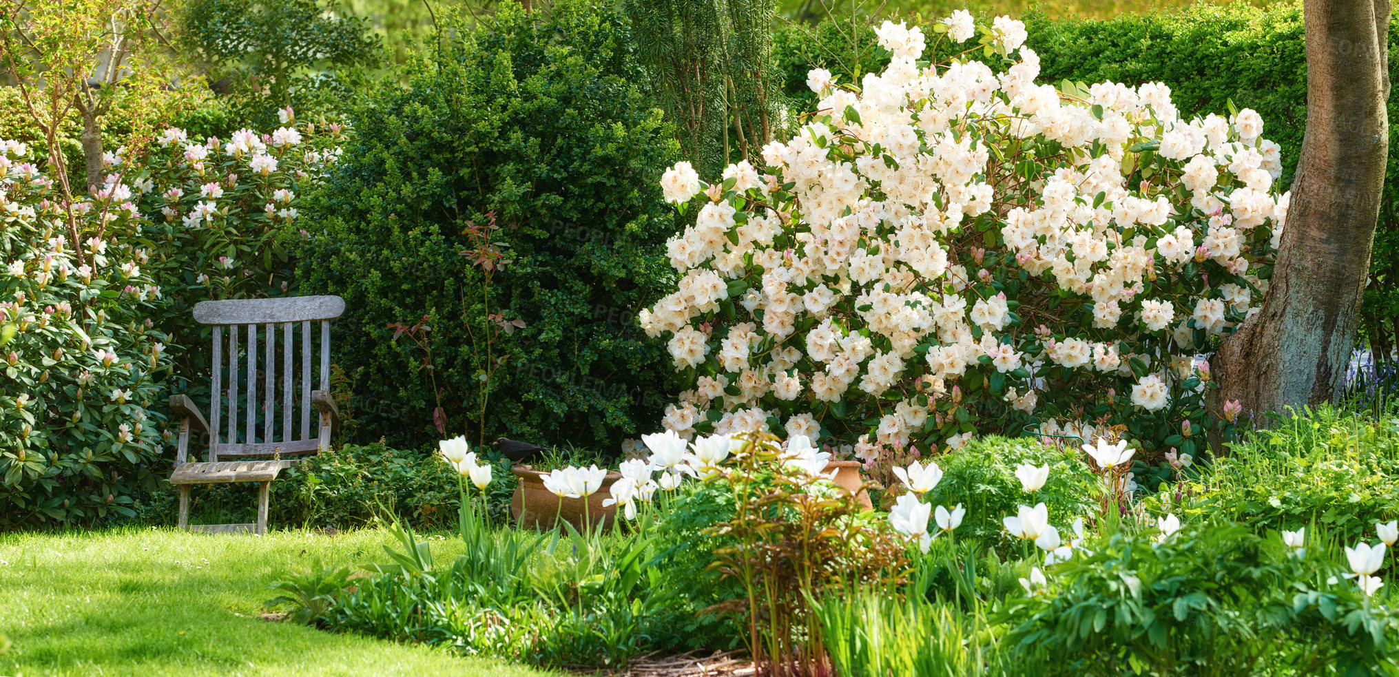 Buy stock photo Rhododendron blooming in May in a garden - Denmark. Beautiful landscape view of white and pink rhododendron flower on townhouse backyard with a rustic chair on green grass
