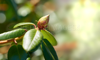 Buy stock photo Closeup of budding Rhododendron flower in garden at home. Zoomed in on one woody plant getting ready to blossom while growing in backyard in summer. Small beautiful little elegant bud with green leaf