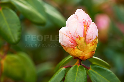 Buy stock photo Rhododendron, genus of many species of woody plants in heath family. Evergreen or deciduous, found mainly in Asia, but also in Southern Highlands of the Appalachian Mountains of North America