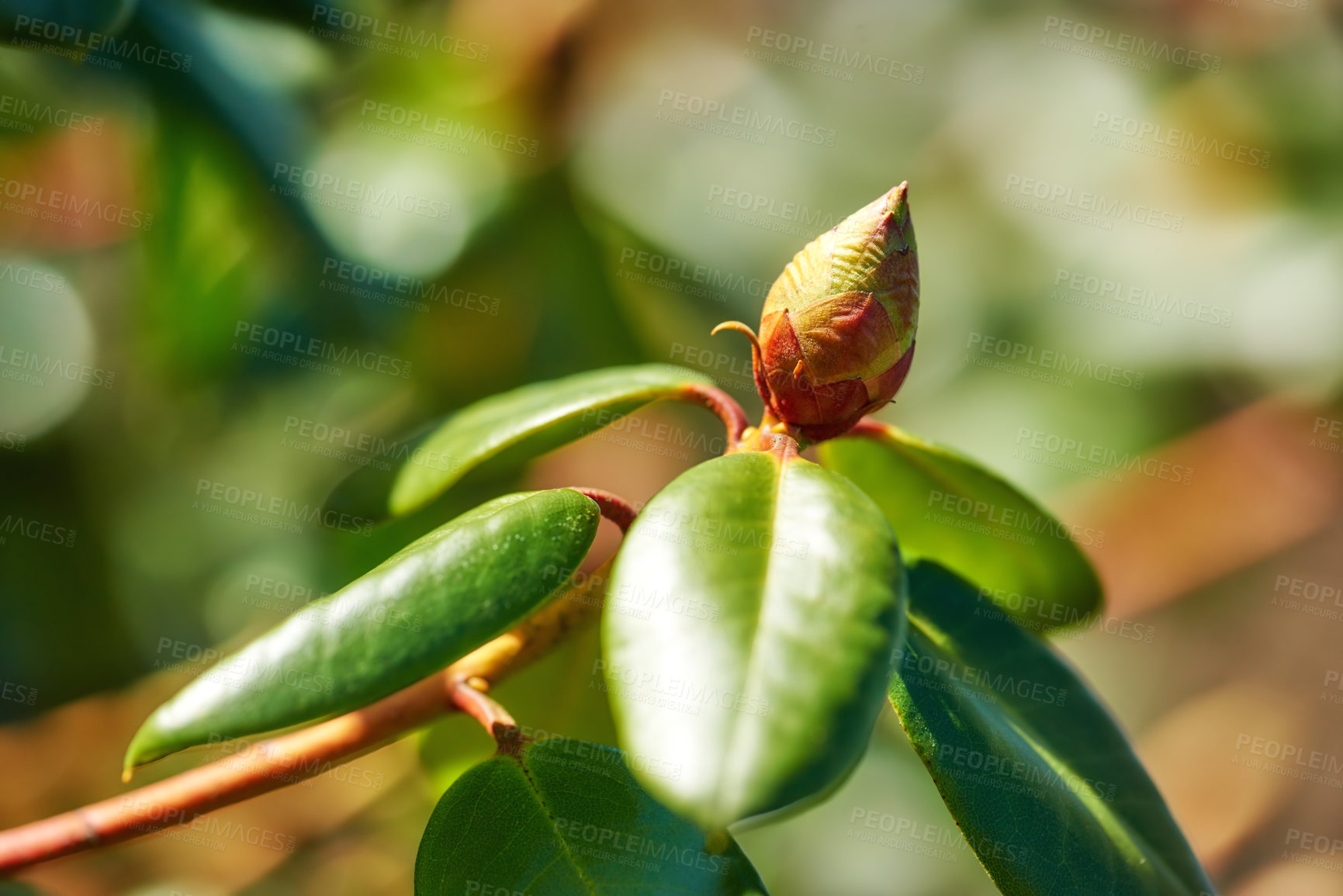 Buy stock photo Closeup of budding Rhododendron flower in garden at home. Zoomed in on one woody plant getting ready to blossom while growing in backyard in summer. Small beautiful little elegant bud with green leaf