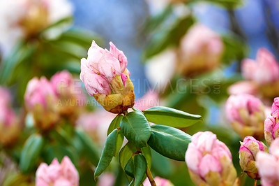 Buy stock photo Closeup of pink flower blossoms in a park in spring outside. Rhododendron blooms about to open growing in a bush against a blurred green background in a botanical garden. New seasonal growth