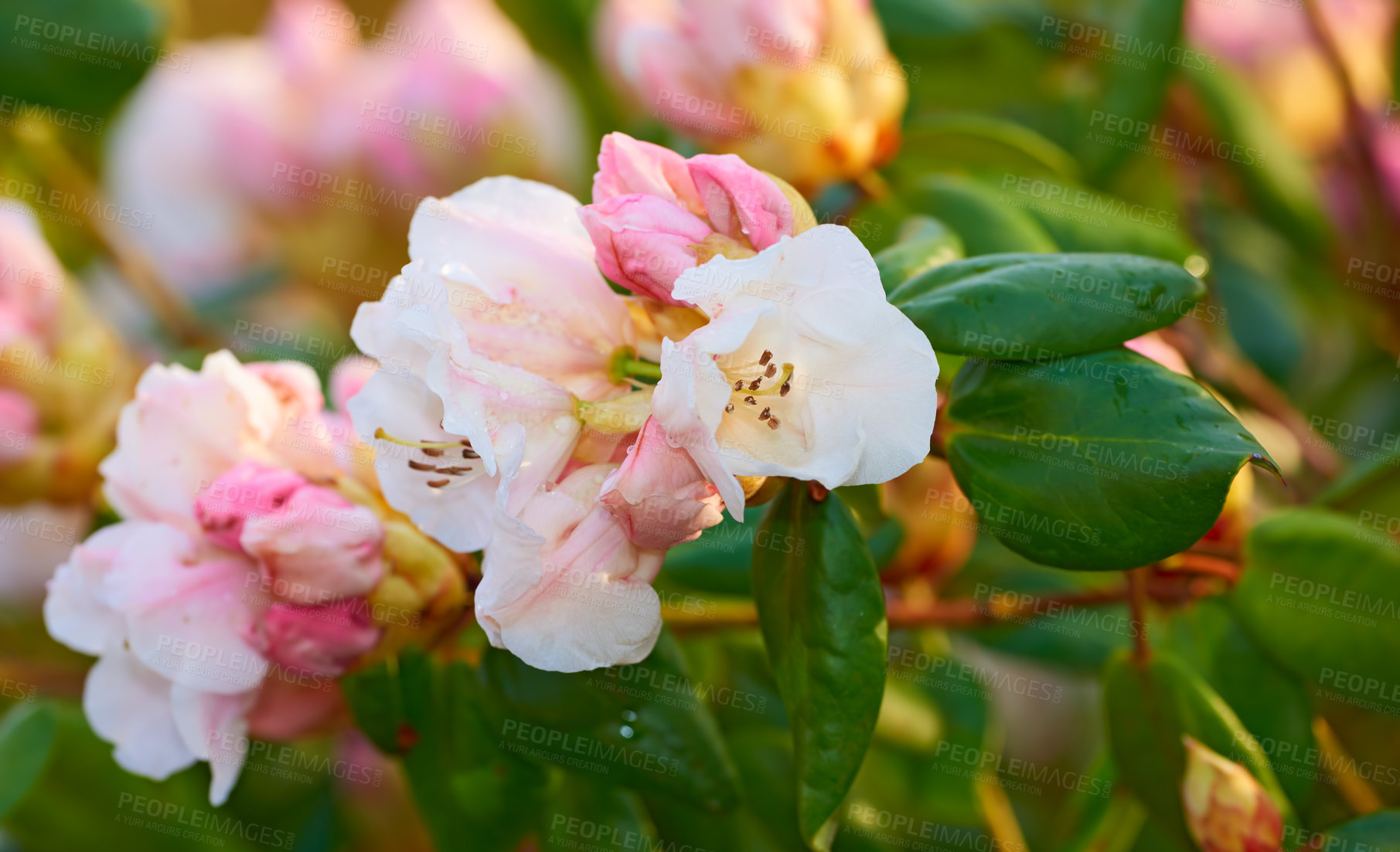 Buy stock photo Closeup of pink flower blossoms in a park in spring outside. Rhododendron blooms about to open growing in a bush against a blurred green background in a botanical garden. New seasonal growth