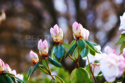 Buy stock photo Closeup of Rhododendron flowers blossoming and growing in a garden. Plants blooming during the spring season. Pink bush against a blurred background in a botanical garden. New seasonal growth