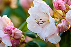 Rhododendron - garden flowers in may