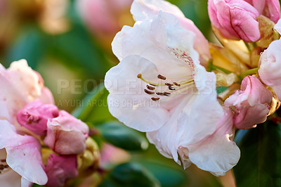 Buy stock photo Closeup of blooming Rhododendron flowers in the garden at home. Zoomed in on blossoming group of woody plants growing in the backyard in summer. Beautiful pink and white elegant flower on green trees