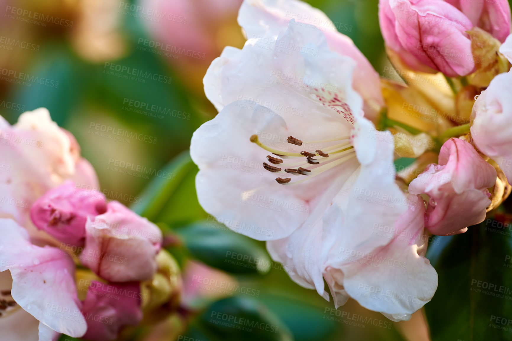 Buy stock photo Closeup of blooming Rhododendron flowers in the garden at home. Zoomed in on blossoming group of woody plants growing in the backyard in summer. Beautiful pink and white elegant flower on green trees