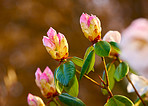 Rhododendron - garden flowers in may