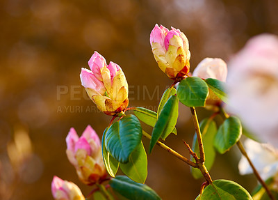 Buy stock photo Closeup of pink flower blossoms in a park in spring outside. Rhododendron blooms about to open growing in a bush against a blurred green background in a botanical garden. New seasonal growth