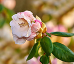 Rhododendron - garden flowers in may