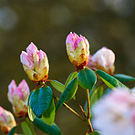 Rhododendron - garden flowers in may