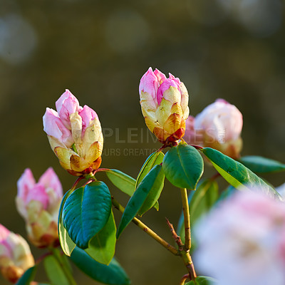 Buy stock photo Closeup of blooming Rhododendron flowers in the garden at home. Zoomed in on blossoming group of woody plants growing in the backyard in summer. Beautiful pink and white elegant flower on green trees