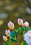 Rhododendron - garden flowers in may