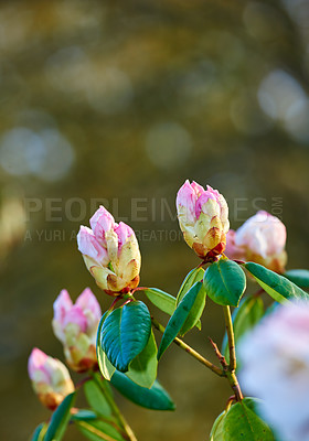 Buy stock photo Closeup of pink flower blossoms in a park in spring outside. Rhododendron blooms about to open growing in a bush against a blurred green background in a botanical garden. New seasonal growth