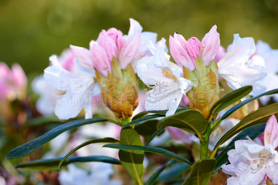 Buy stock photo Closeup of pink flower blossoms in a park in spring outside. Rhododendron blooms about to open growing in a bush against a blurred green background in a botanical garden. New seasonal growth