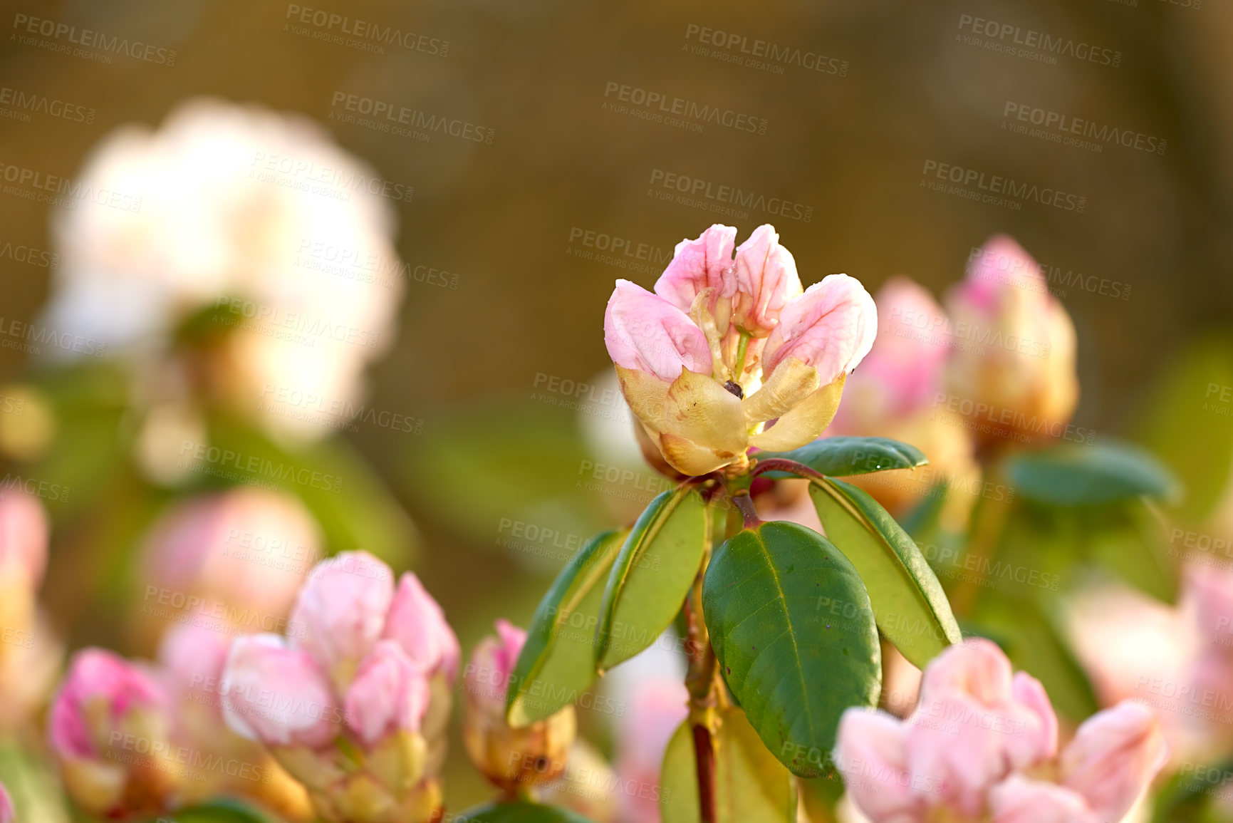 Buy stock photo Closeup of blooming Rhododendron flowers in the garden at home. Zoomed in on blossoming group of woody plants growing in the backyard in summer. Beautiful pink and white elegant flower on green trees