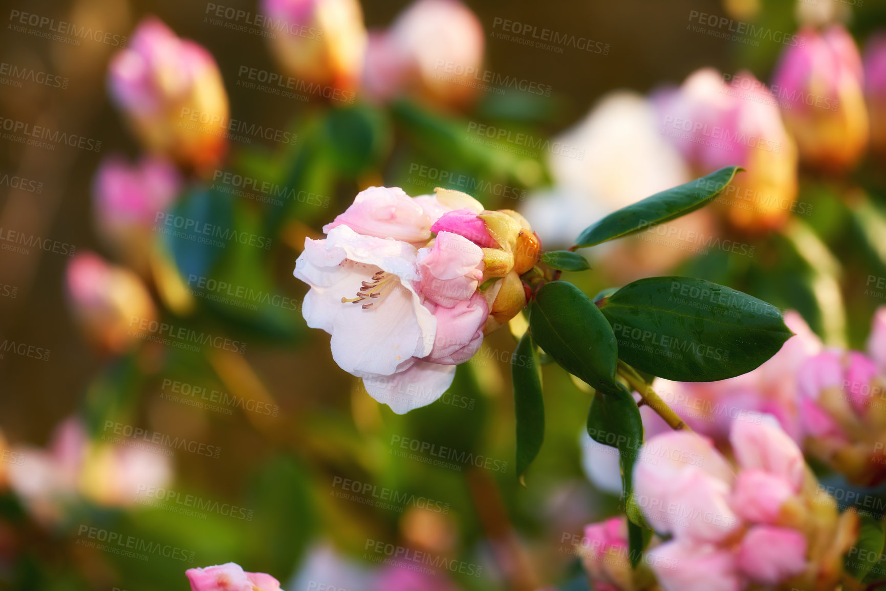 Buy stock photo Rhododendron blooming in a garden. Blooming pink rhododendron flowers on a sunny spring day, full of peace and fragrance
