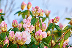 Rhododendron in my garden