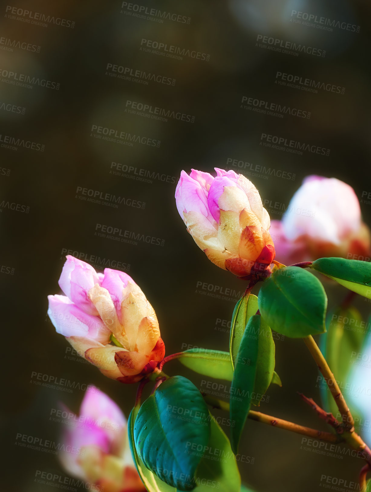 Buy stock photo Closeup of pink flower blossoms in a park in spring outside. Rhododendron blooms about to open growing in a bush against a blurred dark background in a botanical garden. New seasonal growth