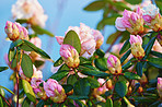 Rhododendron in my garden