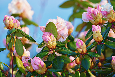 Buy stock photo Rhododendron blooming in May on a garden in summer. Beautiful colourful plant bush on sunny day. Display of vibrant pink flowers growing and blossoming during spring