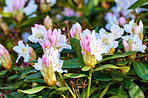 Rhododendron in my garden