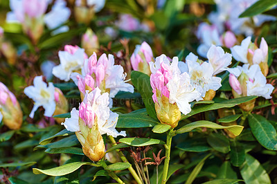 Buy stock photo Closeup of a pink flowering bush in a park in spring outside. Rhododendron flower blooms growing in a bush against a blurred background in a botanical garden. New seasonal growth in May