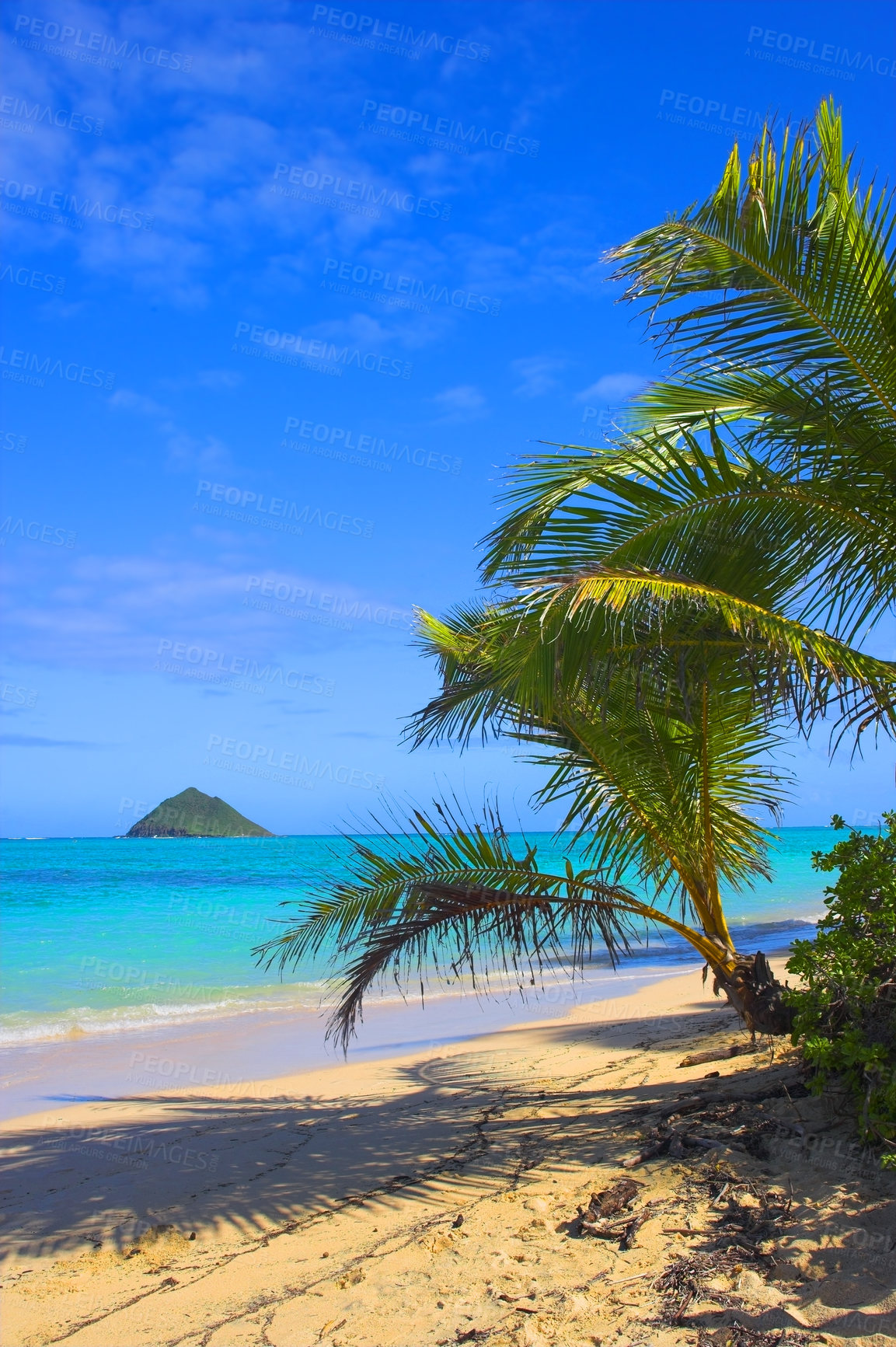 Buy stock photo Hawaii, beach island and palm trees at sea for vacation, holiday and travel in summer at Lanikai. Ocean, water and sand on coast with blue sky, nature or clouds on horizon on land outdoor in Kailua