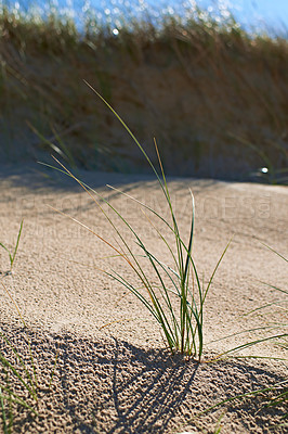 Buy stock photo Grass, growth and sand on beach in summer for holiday, travel or vacation and tropical island paradise. Background, coast and plant growing on ground in environment or nature for break or climate