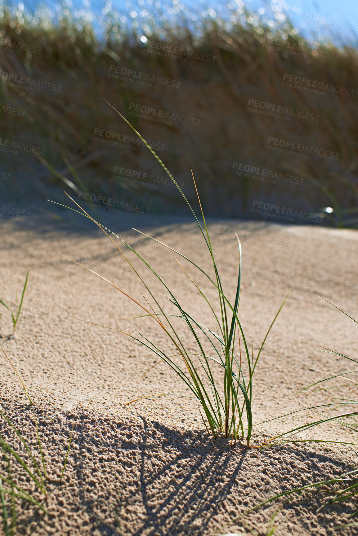 Buy stock photo Grass, growth and sand on beach in summer for holiday, travel or vacation and tropical island paradise. Background, coast and plant growing on ground in environment or nature for break or climate