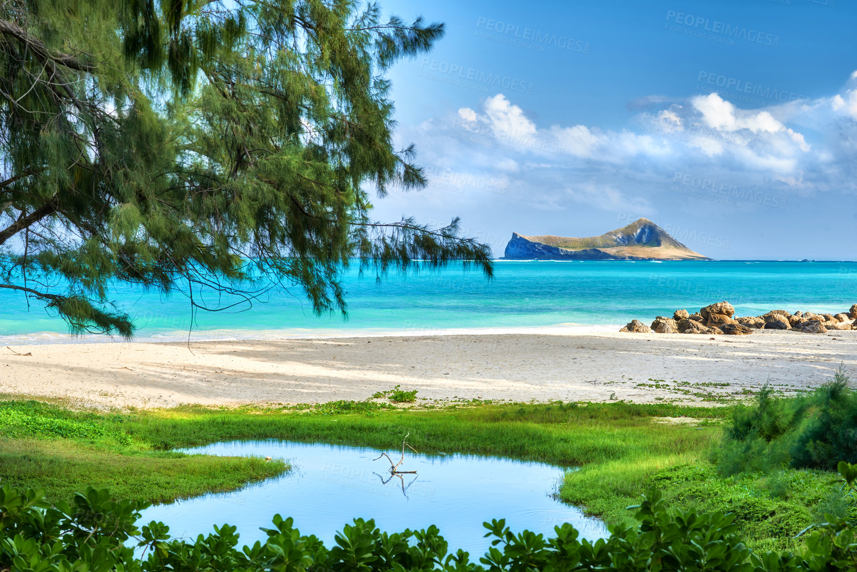 Buy stock photo Tropical, beach or water with tree, grass or ocean in nature or environment with sand or travel destination. Horizon view, park or paradise in natural background, holiday location or island in Hawaii