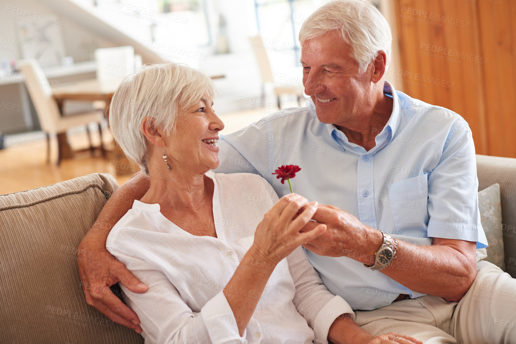 Buy stock photo Shot of a senior man giving his wife a flower