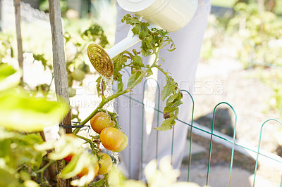 Buy stock photo Cropped view of a woman watering the plants in her garden