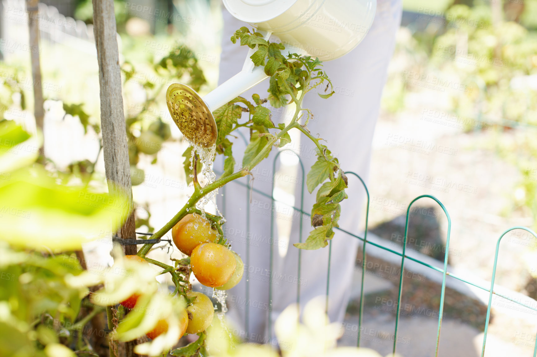 Buy stock photo Nature, outside and vegetable watering with plant, tomato and sustainable growth or gardening for organic produce. Healthy, vegan friendly and soil hydration in summer, agriculture and outdoor garden