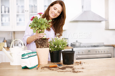 Buy stock photo A beautiful woman potting some plants for summer