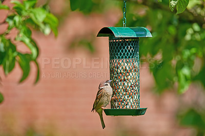 Buy stock photo A photo of a garden sparrow (Denmark)