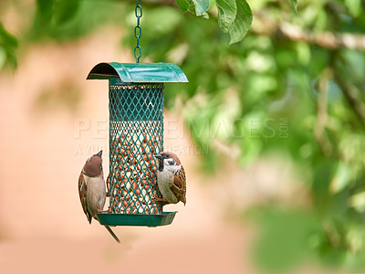 Buy stock photo A photo of garden sparrow in summertime (Denmark)