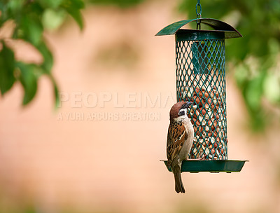 Buy stock photo Tree sparrow, cage and bird eating nuts in garden outdoor for healthy diet in summer. Food, feeder and hungry songbird in nature or wildlife conservation for nutrition of eurasian animal in Denmark