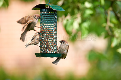 Buy stock photo Sparrow, feeder and flock of birds eating nuts in garden outdoor for healthy diet in summer. Food, cage or hungry songbirds in nature or wildlife conservation for nutrition of eurasian animal by tree