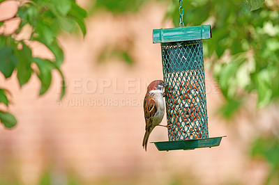 Buy stock photo A photo of garden sparrow in summertime (Denmark)