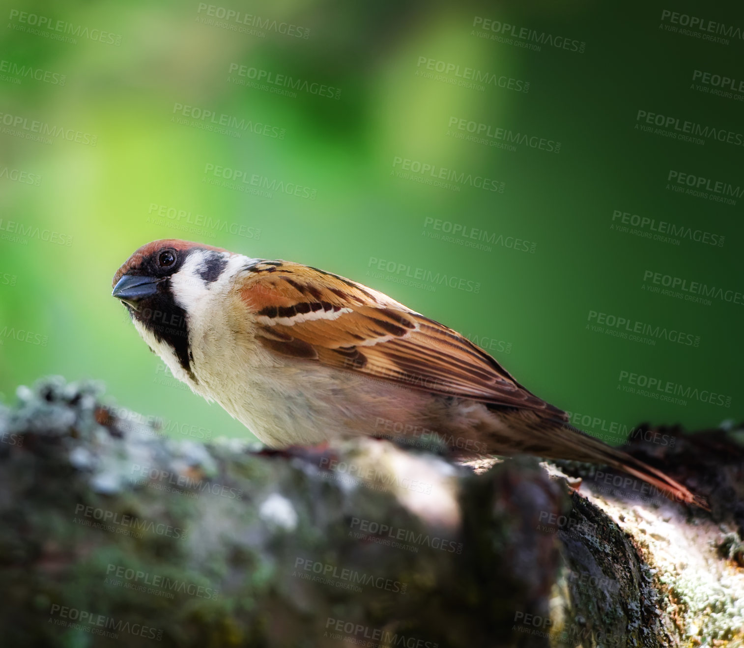 Buy stock photo A photo of a garden sparrow (Denmark)