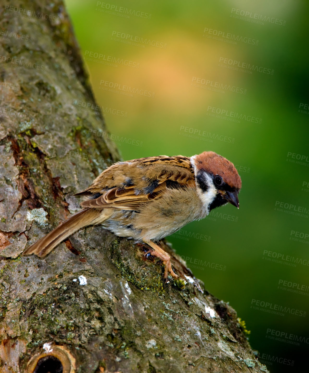 Buy stock photo Bird, tree sparrow or pine in nature for break, foraging or search for nest foliage for habitat. Small male animal, garden or rest on wood from flight, shelter creation or looking for mate in Denmark