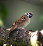 Garden sparrow