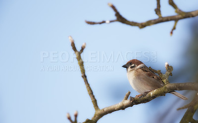 Buy stock photo Bird, house sparrow or branch in forest for break, foraging or search for nest foliage in nature. Small male animal, woods or rest on twig from flight, habitat creation or looking for mate in Denmark