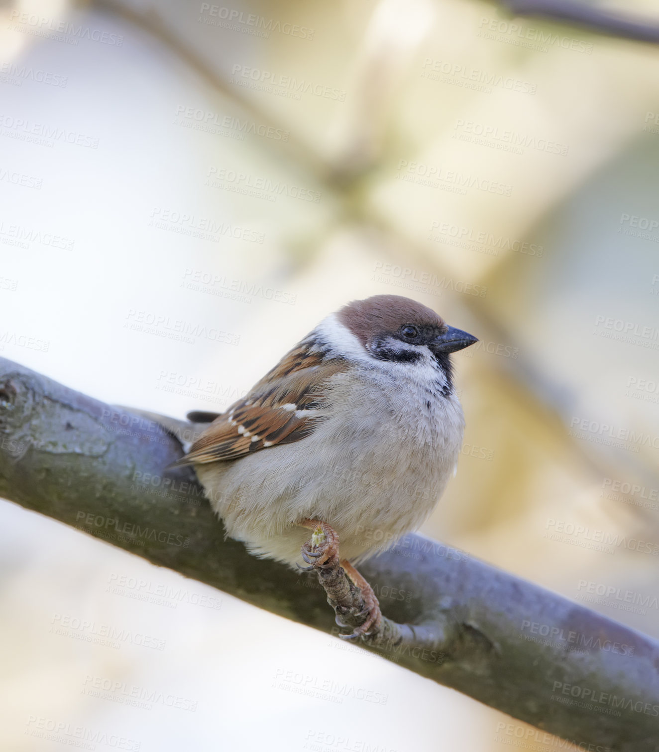 Buy stock photo Bird, tree sparrow and stick in nature for break, foraging and search for nest foliage in forest. Small male animal, woods or rest on branch from flight, habitat creation or mating season in Denmark