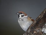 Garden sparrow