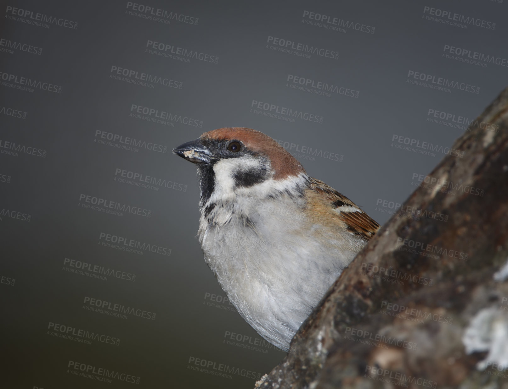 Buy stock photo Bird, house sparrow or tree in nature for break, foraging or search for nest foliage on gray background space. Male animal, woods or rest on log from flight, home creation or mating season in Denmark