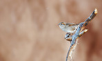 Garden sparrow