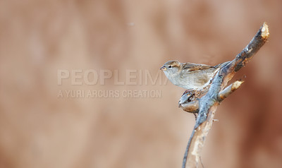 Buy stock photo Bird, branch and habitat in nature for relax, beauty or eco system or environment for life. Sparrow, stick and wildlife or animal with feather for foliage and forage for shelter, rest or adaptation 