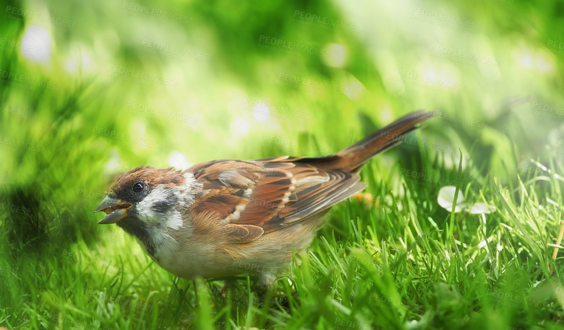 Buy stock photo Bird, grass and habitat in nature for growth, nesting and forage for food or leaves in park. Spring, sparrow or animal with feathers in field for singing, health and plants for nutrition or flight